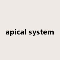 apical system是什么意思