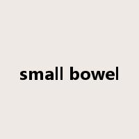small bowel是什么意思