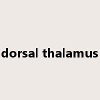 dorsal thalamus是什么意思