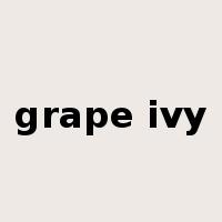 grape ivy是什么意思