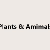 Plants & Amimals是什么意思