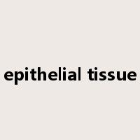 epithelial tissue是什么意思