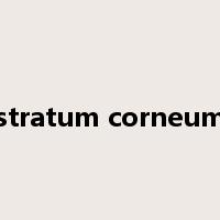 stratum corneum是什么意思