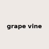 grape vine是什么意思