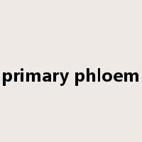 primary phloem是什么意思