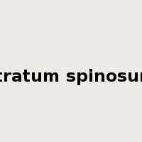 stratum spinosum是什么意思
