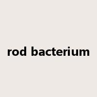 rod bacterium是什么意思