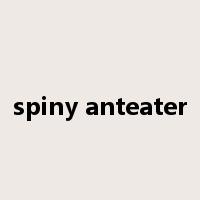 spiny anteater是什么意思