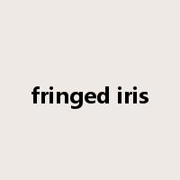 fringed iris是什么意思