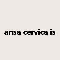 ansa cervicalis是什么意思