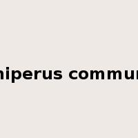 juniperus communis是什么意思