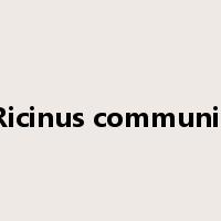 Ricinus communis是什么意思