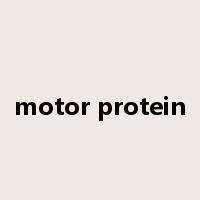 motor protein是什么意思