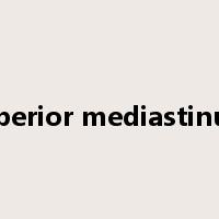 superior mediastinum是什么意思