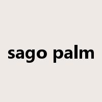 sago palm是什么意思