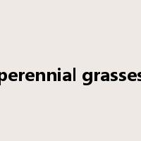 perennial grasses是什么意思