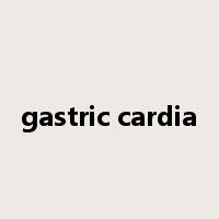 gastric cardia是什么意思