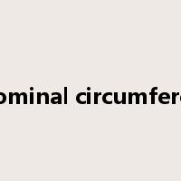 abdominal circumference是什么意思