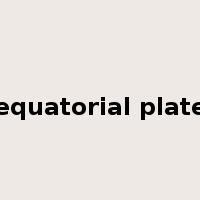 equatorial plate是什么意思