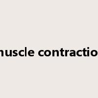 muscle contraction是什么意思