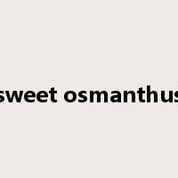 sweet osmanthus是什么意思