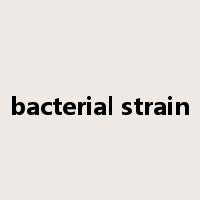 bacterial strain是什么意思