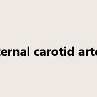 internal carotid artery是什么意思