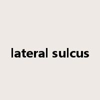 lateral sulcus是什么意思