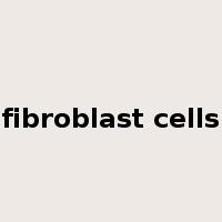 fibroblast cells是什么意思