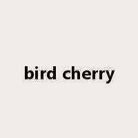bird cherry是什么意思