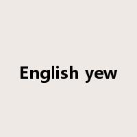 English yew是什么意思