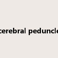 cerebral peduncle是什么意思