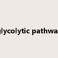 glycolytic pathway是什么意思
