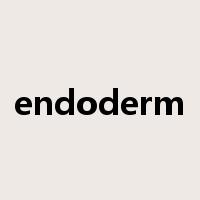endoderm是什么意思