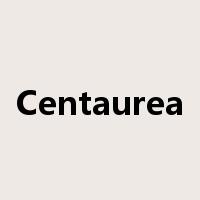 Centaurea是什么意思