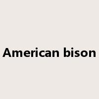 American bison是什么意思