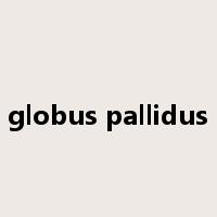 globus pallidus是什么意思