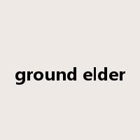 ground elder是什么意思
