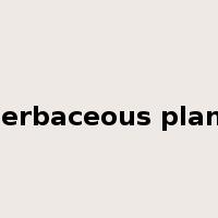 herbaceous plant是什么意思