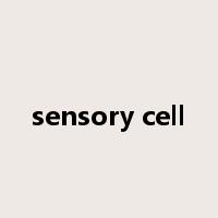 sensory cell是什么意思
