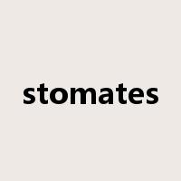 stomates是什么意思