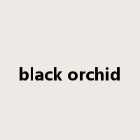 black orchid是什么意思