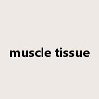 muscle tissue是什么意思