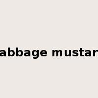 cabbage mustard是什么意思