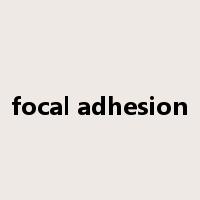 focal adhesion是什么意思