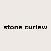 stone curlew是什么意思