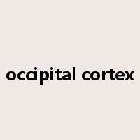 occipital cortex是什么意思