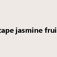 cape jasmine fruit是什么意思