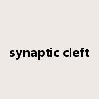 synaptic cleft是什么意思