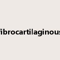 fibrocartilaginous是什么意思